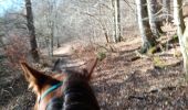 Trail Horseback riding Manhay - oster samré chloro oster - Photo 1