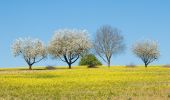 Tocht Te voet Onbekend - WaldZeit - Photo 8