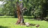 Tocht Te voet Gomadingen - Traufgänge - Ochsenbergtour - Photo 2