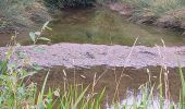 Trail Walking Gourin - Gourin le Tour du plan d'eau. - Photo 2