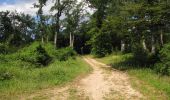 Trail Walking Rethondes - en forêt de Laigue_8_06_2020_les Routes des Bonshommes, de la Trouée des Bonhommes_Route forestière de Sainte-Croix - Photo 6