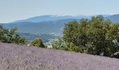 Trail Walking Buoux - Plateau des Claparèdes - Photo 6