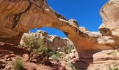 Excursión Senderismo Unknown - 2024 Capitol Reef Hickman Bridge - Photo 6