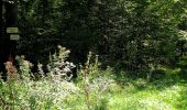 Tocht Stappen Dampleux - en forêt de Retz_80_sur la Route Tortue et la Route Droite - Photo 3