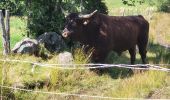 Randonnée Marche Chastreix - Le cirque des fontaines salees_T - Photo 6