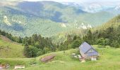 Excursión Senderismo Ferrère - montagne d'Areng depuis la piste forestière après Férrères - Photo 11