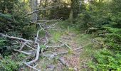 Trail Walking Plancher-les-Mines - 130722 - La planche des belles - au pieds du Ballons d’Alsaces - Photo 6