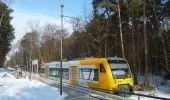 Tour Zu Fuß Bad Saarow - Naturlehrpfad Petersdorfer See - Photo 1