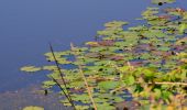 Tocht Stappen Le Cannet-des-Maures - Boucle autour du Lac des Escarcets - Photo 4