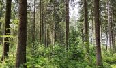 Tocht Stappen Vielsalm - Forêt domaniale du Grand-Bois - Photo 11