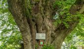 Trail On foot Hinzenbach - Wolfgangrunde - Photo 5