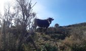 Trail Walking Cadaqués - cadaques . sa planassa . far de cala nans . cadaques  - Photo 15