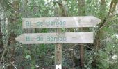 Trail On foot Barsac - Boucle locale de Barsac - Photo 3