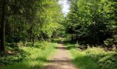 Randonnée Marche Vielsalm - Forêt domaniale du Grand-Bois - Photo 9