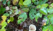 Excursión Senderismo Hermeray - Champignons Guipereux 25/9/2024 - Photo 2