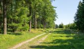 Tour Zu Fuß Willebadessen - Willebadessen Rundweg A7 - Photo 8