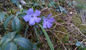 Trail On foot Reichshof - Wildberg Rundweg - Photo 8