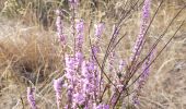 Tocht Stappen Maasmechelen - Mechelse Heide  - Photo 10