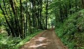 Tour Wandern Esch an der Sauer - Promenade au lac de la Haute-Sûre   - Photo 4