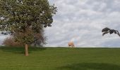 Randonnée Marche Sprimont - banneux . adzeux . grand pierreux . banneux / marche adeps 10 km  - Photo 8