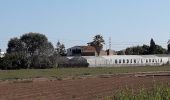 Excursión A pie Cornellà de Llobregat - Agricultura al Delta del Llobregat - Photo 1