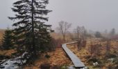 Trail Walking Waimes - CANI-RANDO TOUR ( boucle les caillebotis de la fagne wallonne) - Photo 11