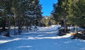 Randonnée Raquettes à neige La Llagonne - Les Bouillouses.( 66 MT LOUIS ) Pla des Aveillans-barrage des Bouillouses  - Photo 2