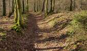 Trail Horseback riding Viroinval - Olloy Oignies Regniessart - Photo 4