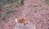 Trail Walking Camors - PR_56_Camors_BA_02_L-Eau_Circuit1b_20230218 - Photo 18