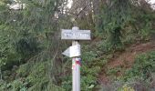 Trail Walking Le Thillot - Col des Croix - Vierge des Neiges - Hautes Mines - Tête des Noirs Étangs - Château Lambert - Photo 12
