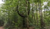 Tour Wandern Combrit - Bois de Rescoure. Pont l'abbé. 15/07/20. - Photo 1