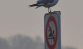 Tour Wandern Oupeye - 20211216 - Balade ornithologique - Trilogiport - Photo 2