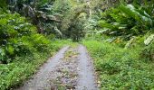 Tocht Trail Sainte-Marie - Raid bèlè -  - Photo 6