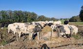 Randonnée Marche Durbuy - Petit-han à travers bois - Photo 4