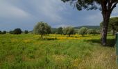Trail On foot Magliano in Toscana - C2 Poggioalle Sugherine - Photo 4