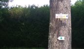 Trail Walking Sentheim - Baerenkopf  - Photo 10