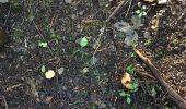 Randonnée Marche La Bollène-Vésubie - Champignons  - Photo 3