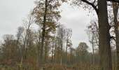 Trail Walking Silly - Gondregnies - bois de la Provision - Fouleng - Photo 12