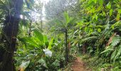 Percorso Marcia Le Morne-Rouge - Trace des jesuites - Photo 1