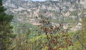 Trail Walking Roquestéron - Roquesteron : la cime de la Cacia - Photo 1