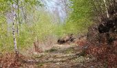 Trail On foot Cannobio - S07 Sant'Anna (Traffiume) - Pro Redond - Photo 3