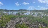 Excursión Marcha nórdica La Trinité - Usine du Galion - les étangs - mangrove  Woz  - Photo 9