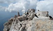 Trail On foot Gosau - Gosausee-Dachstein - Photo 2