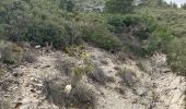 Trail Walking Roquevaire - Garlaban  - Photo 8