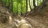 Excursión Bici eléctrica Ronse - Renaix- La Houppe par Ellezelles - Photo 10