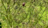 Tocht Stappen Tervuren - Le long du Voer - Photo 8