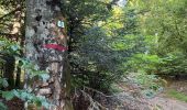Trail Walking Plancher-les-Mines - 130722 - La planche des belles - au pieds du Ballons d’Alsaces - Photo 11