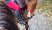 Trail Horseback riding Hériménil - Herimenil baignade Tivio Kenzo tiboy  - Photo 2