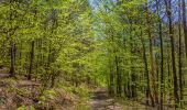 Tour Zu Fuß Ebern - Lauftour EBN3 - Photo 10