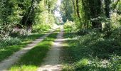 Trail Walking Neuville-sur-Vanne - Neuville sur Vannes  - Photo 3